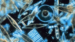Microrganismi marini