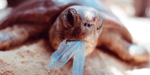 Tartaruga che mangia della plastica