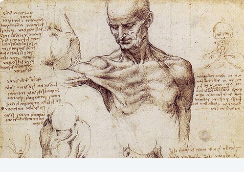 anatomia Leonardo